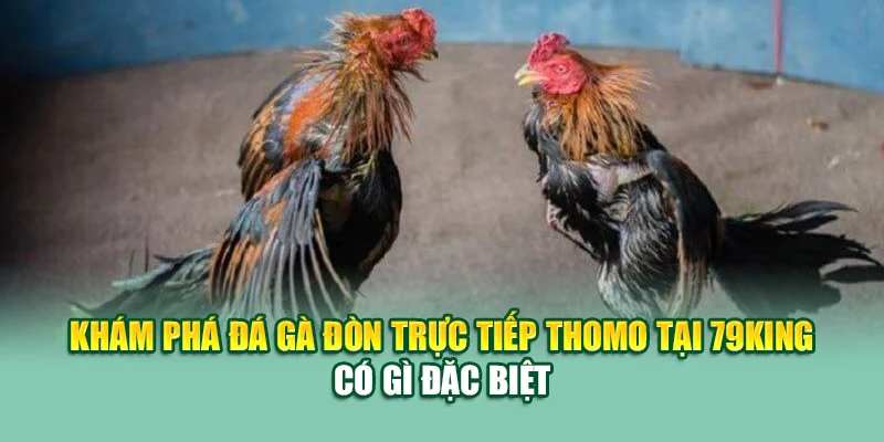 Đá Gà Đòn Trực Tiếp Thomo – Nơi Hội Tụ Mãnh Kê Tại 79King 1 Khám phá đá gà đòn trực tiếp thomo tại 79King có gì đặc biệt