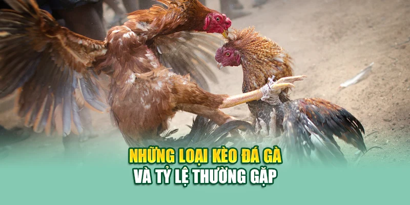 AOG Đá Gà – Sân Chơi Đối Kháng Đỉnh Cao Tại 79King 2 Những loại kèo đá gà và tỷ lệ thường gặp