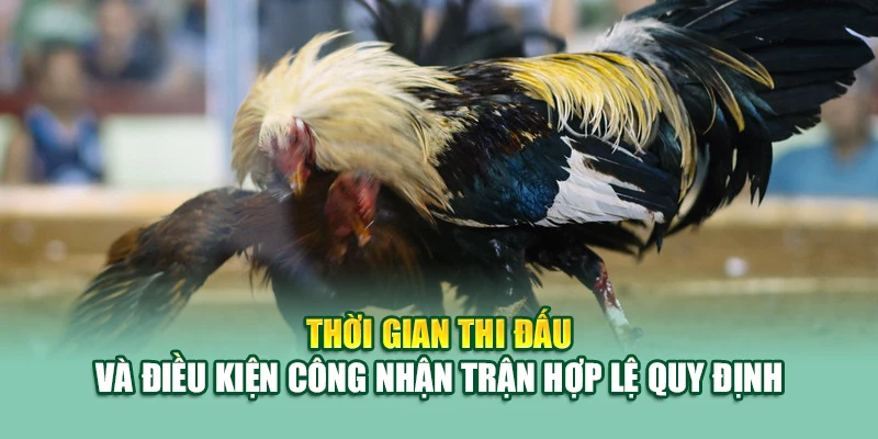 Luật Đá Gà – Hiểu Đúng Luật, Thắng Cược Dễ Tại 79King 3 Thời gian thi đấu và điều kiện công nhận trận hợp lệ quy định