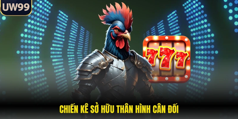 Chiến kê sở hữu thân hình cân đối 